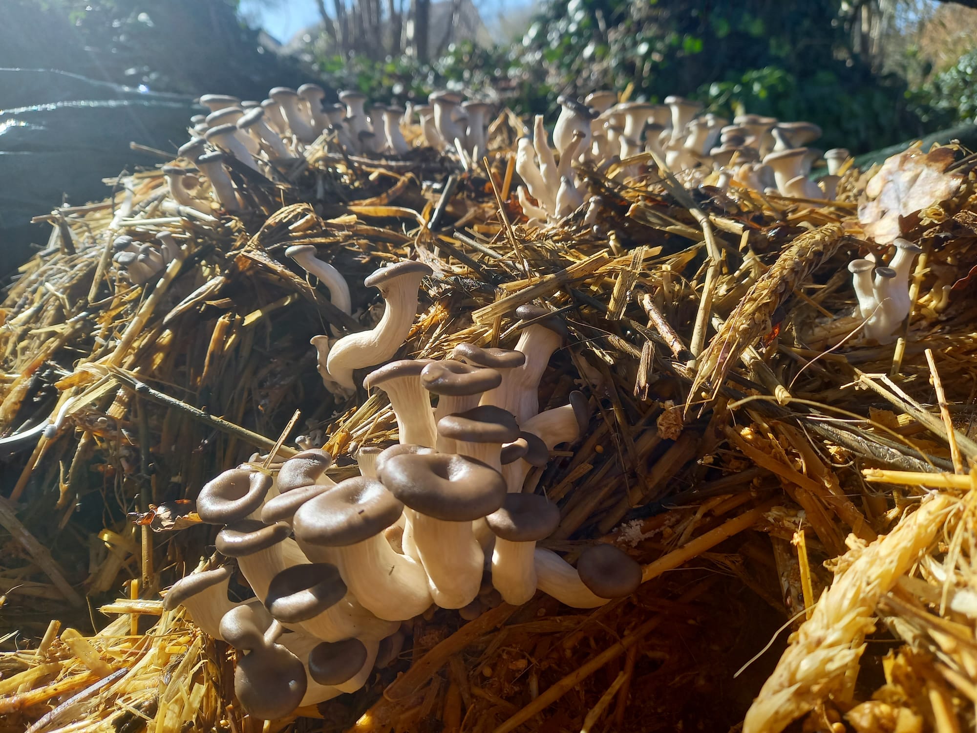 Sur billots ou sur botte de paille, découvrez la culture de champignons (pleurotes et shitakés)